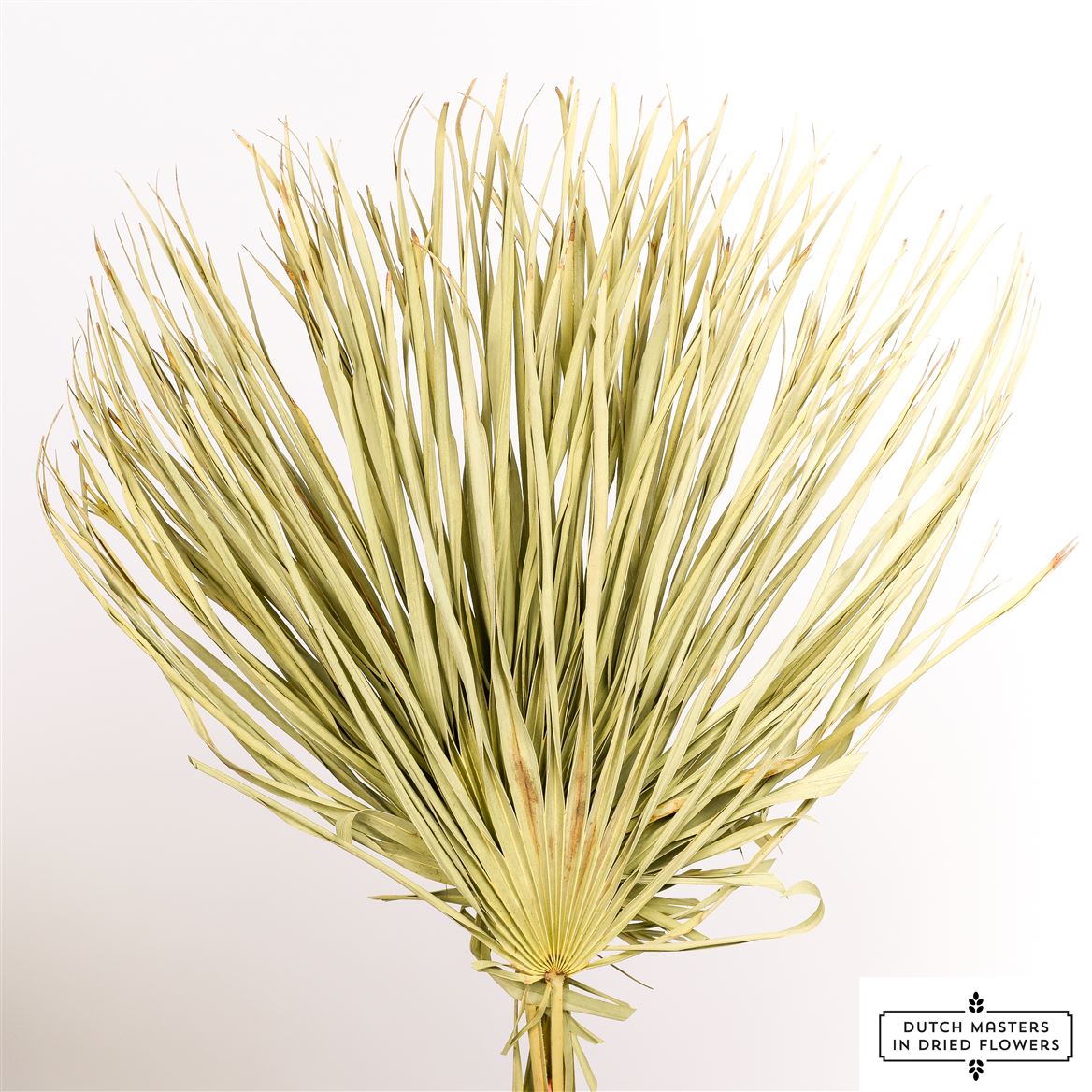 Chamaerops stöbern natürlich getrocknet