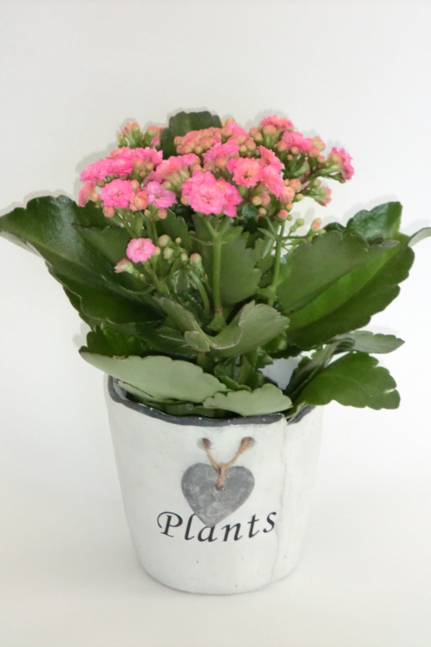 Kalanchoe in a white plants pot with heart pendant