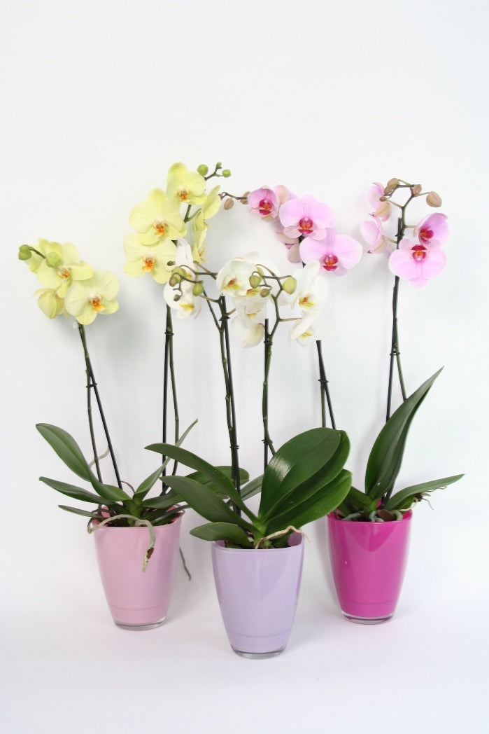 Phalaenopsis 2 branches in a pink tons colored glass spot