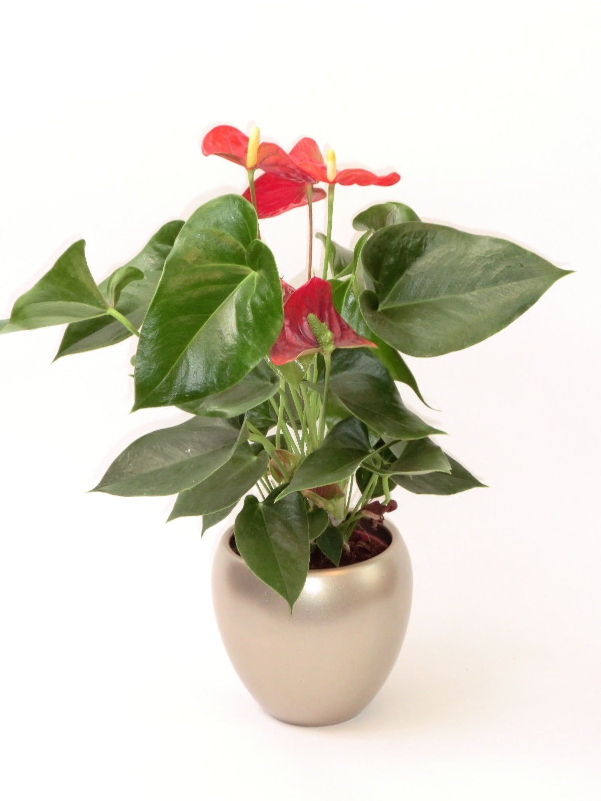 Anthurium in a ceramic champagne pot