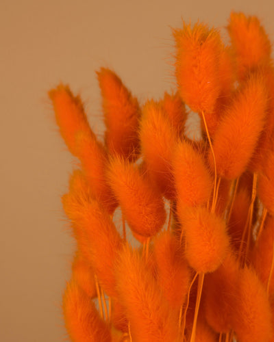 Dried Lagurus Ovatus Oranje