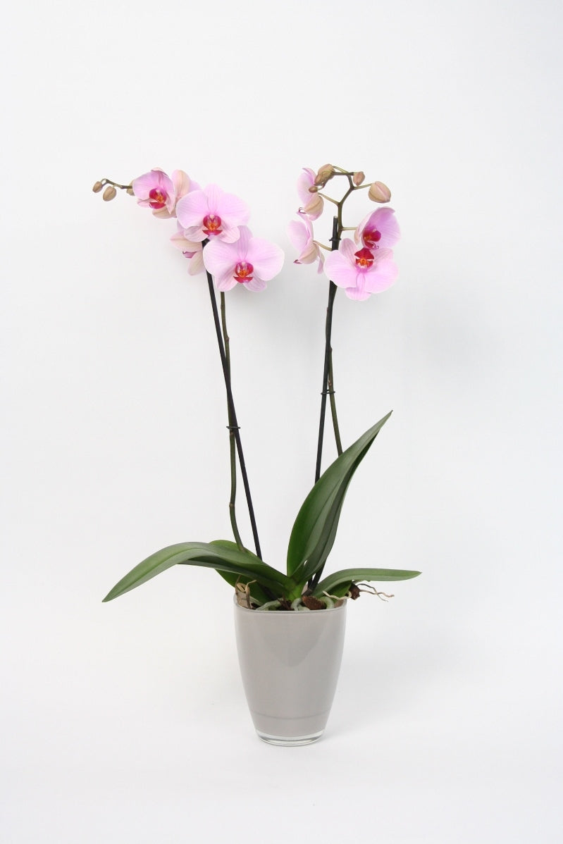 Phalaenopsis 2 takken in een taupe kleurige glaspot