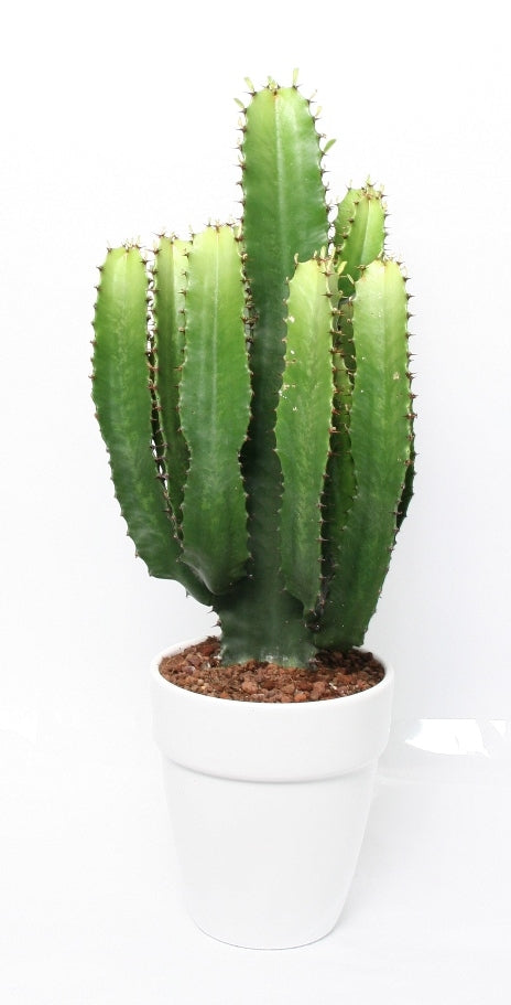 Euphorbia acruensis in een witte keramieke pot