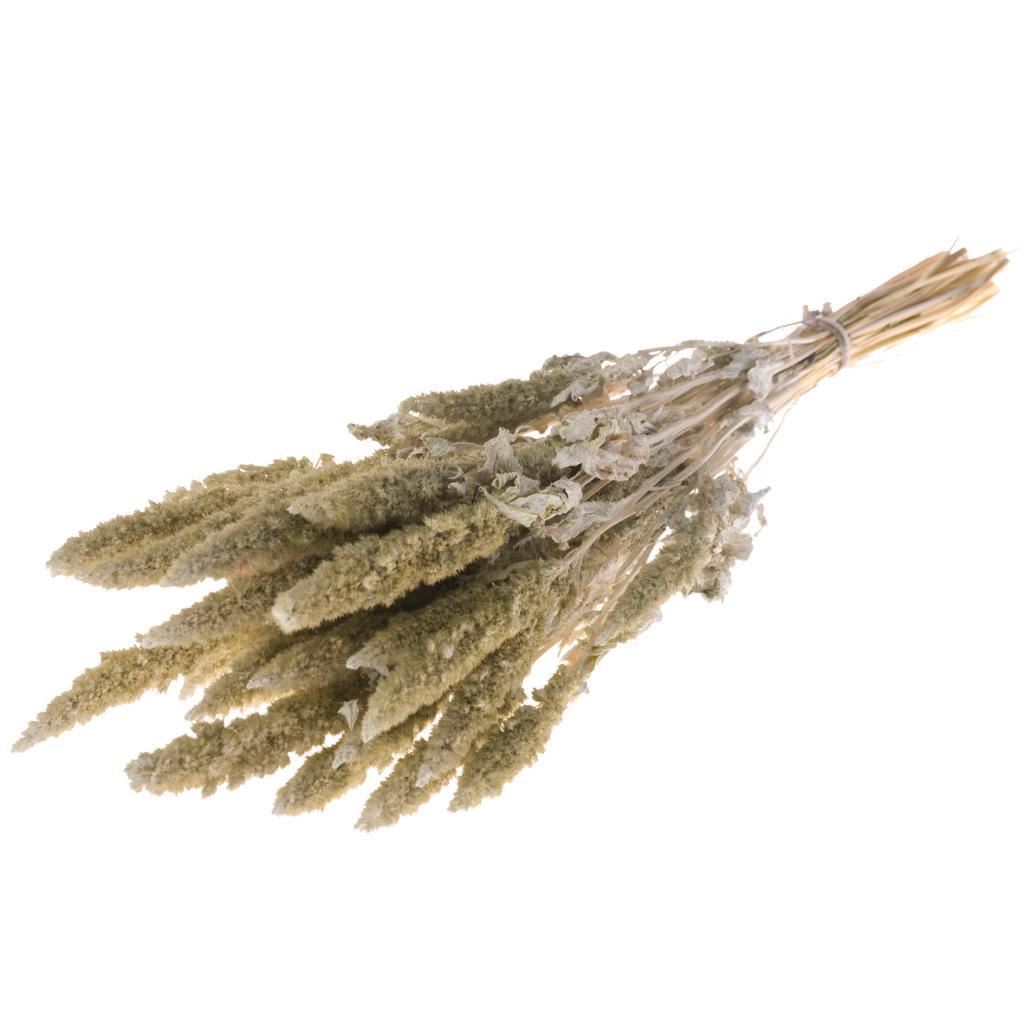 Gedroogde amaranthus – misty wit