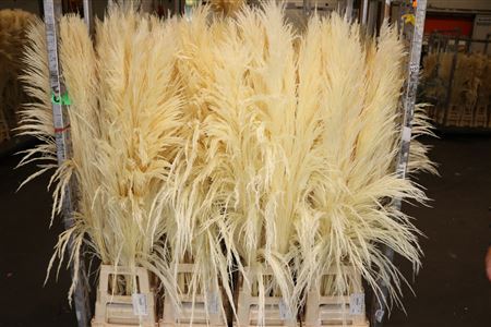 Pampas Plumes de graminées remplies panaches blanchies xl
