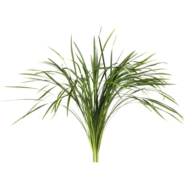 Bos t Grass