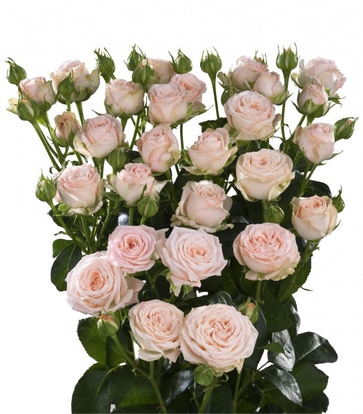 Bouquet Zalme Trosrozen Length 60 cm