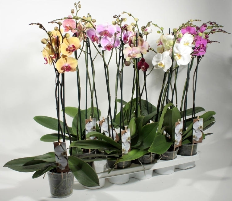 Phalaenopsis 2 branches dans le pot de culture par 10 plantes