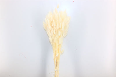 Dried Lagurus Ovatus Bleaked White