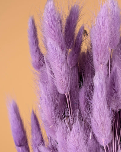 Dried Lagurus Ovatus Violet