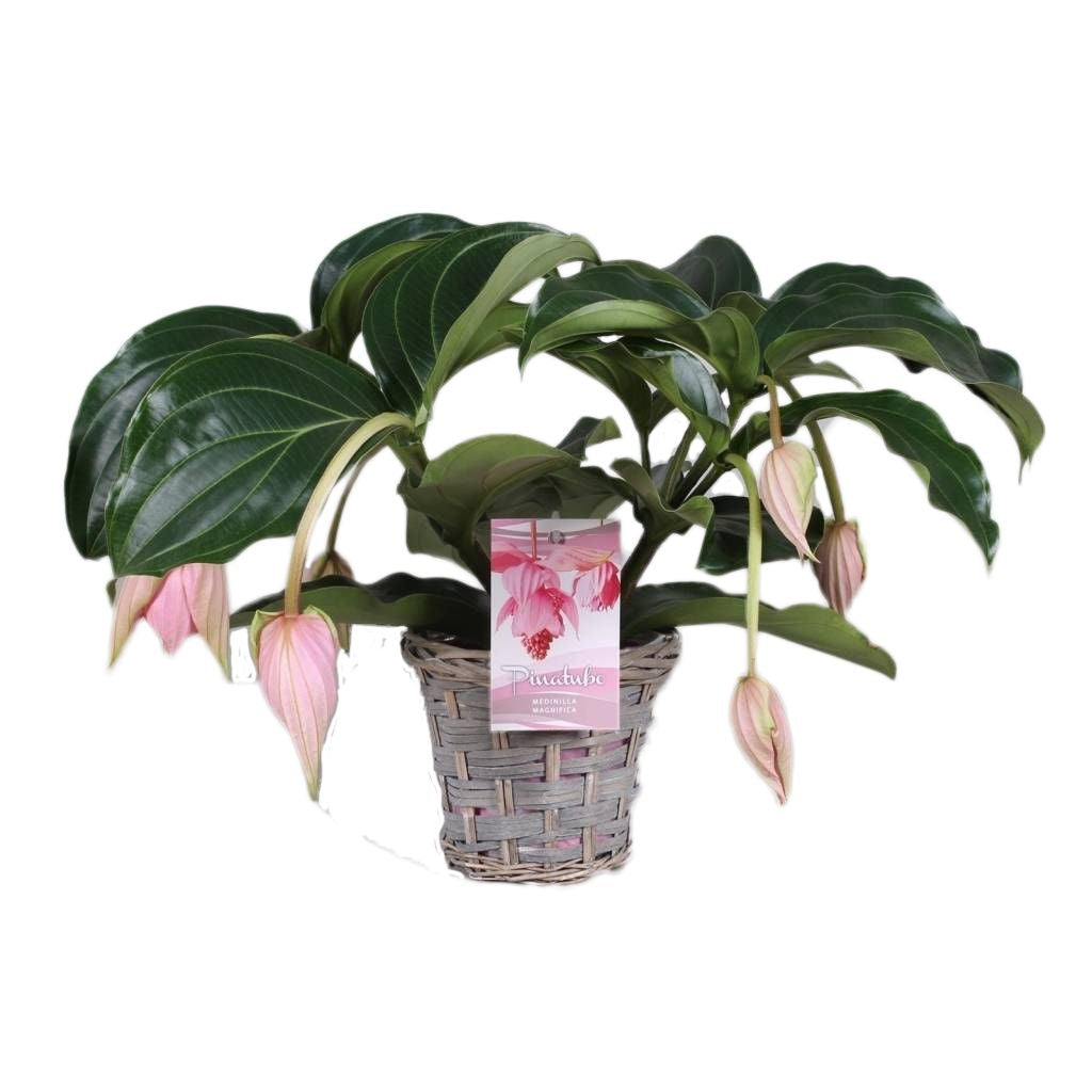 Medinilla in een rieten mand