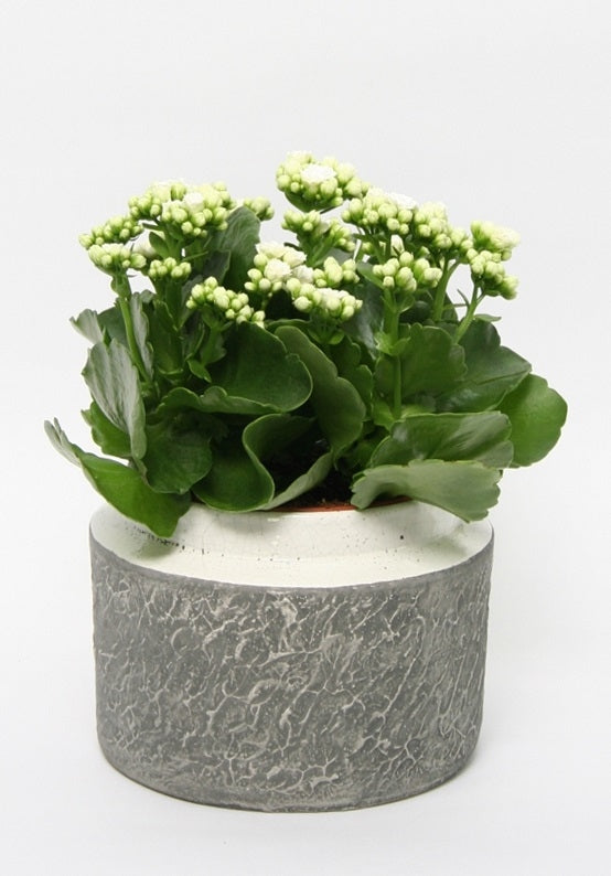 Kalanchoë in keramieke pot Durban wit