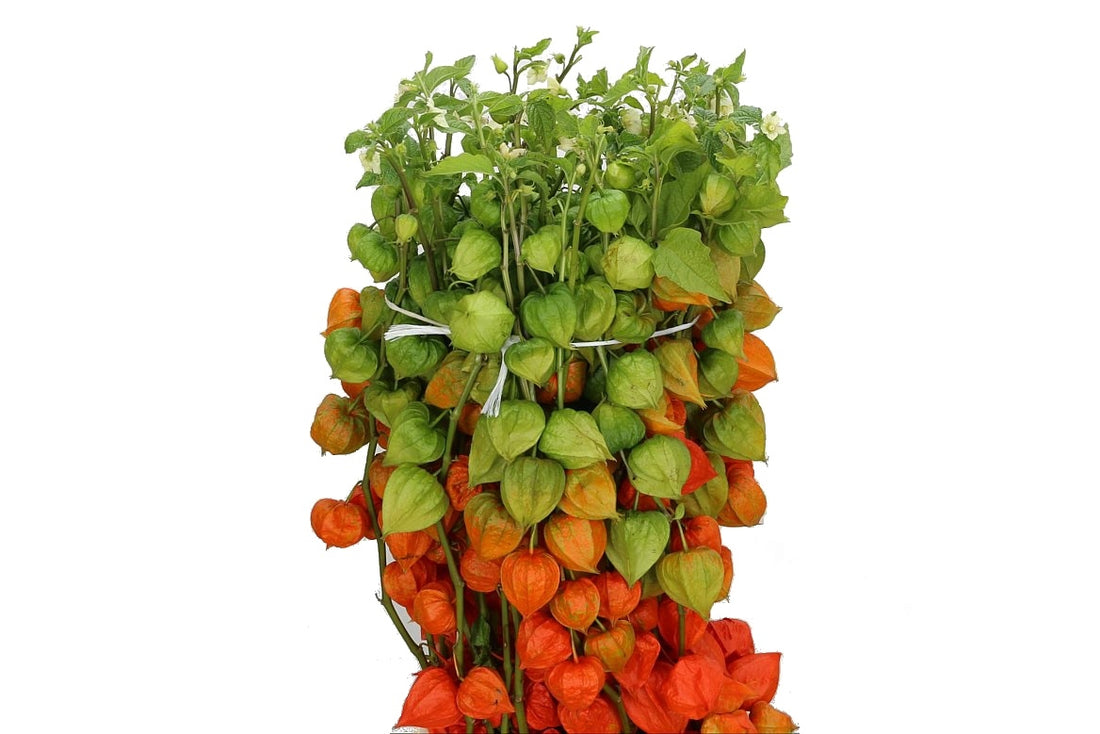 10 Physalis Lampion Branches Longueur 60 cm