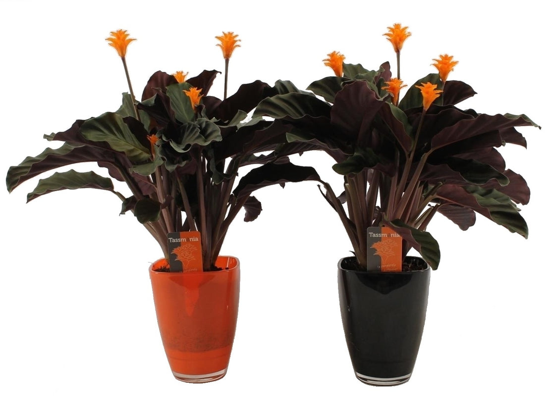 Calathea Crocata Tassmania in een zwarte glas pot