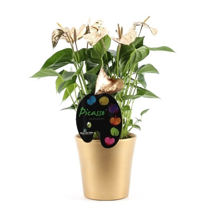 Anthurium picasso malte Gold und Silber im Keramik -Topf