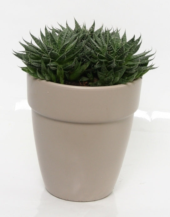 Aloe vera in a stone gray ceramic pot