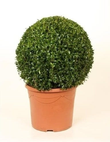 Buxus bol met een diameter van 40 cm in een plastic pot