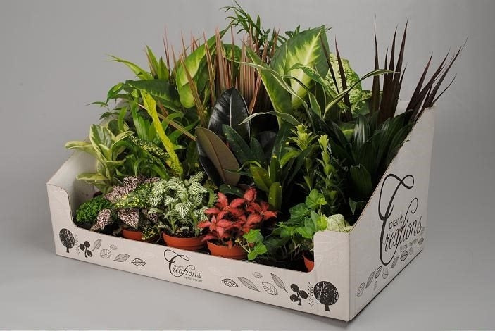 Kleine groene plantjes mix in een display doos