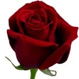 20 lange Rosen mittelgrower 60 cm