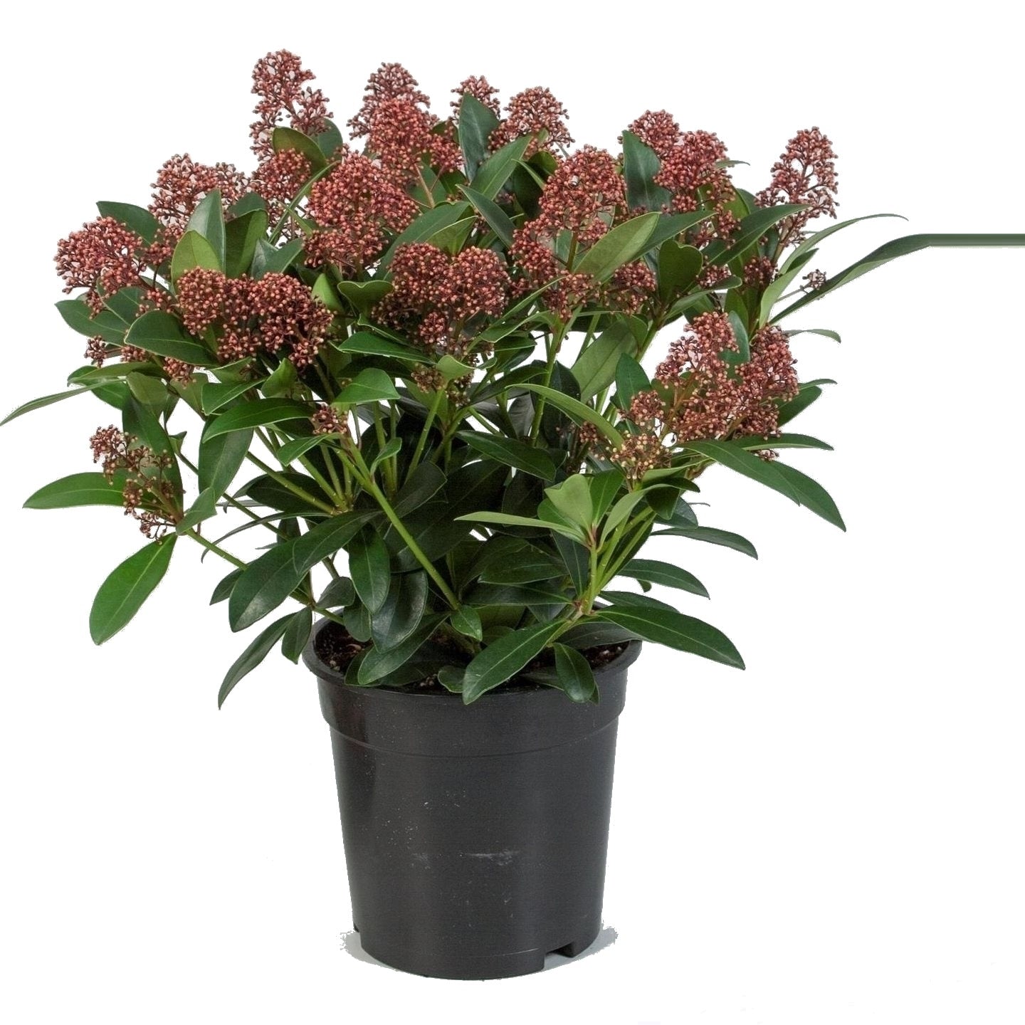 Skimmia japonica Rubelle