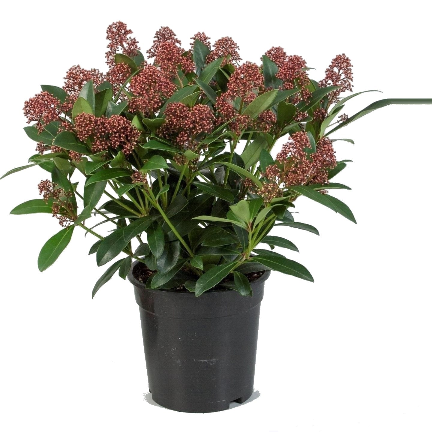 Skimmia japonica Rubella