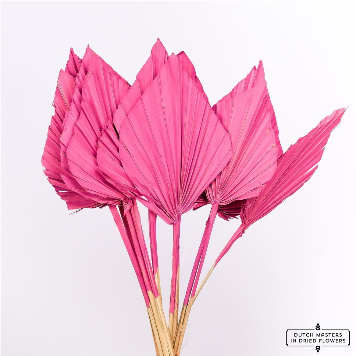 Palm Speer Cerise - rose foncé