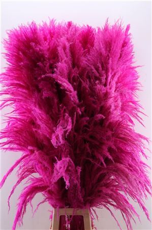 Pampasgras cerise Cortaderia Zaquara