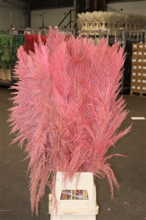 Pampasgras Plumes Stuffed Pink Pluimen XL