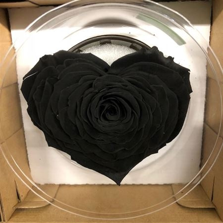 Geconserveerd zwart Rozen hart in een cadeaubox