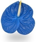 12 Anthurium blau