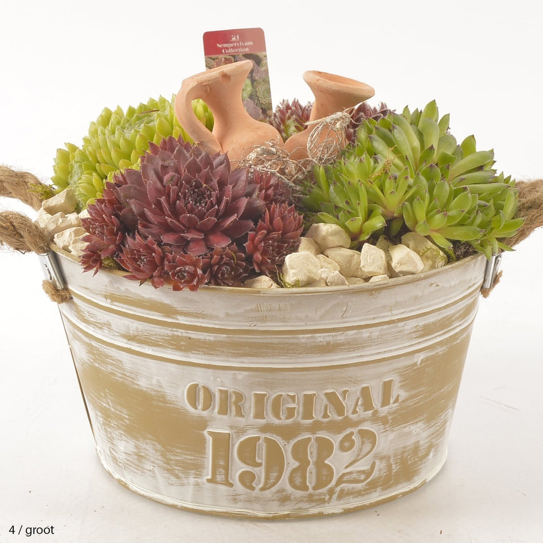 Sempervivum arrangement in een zinken emmer