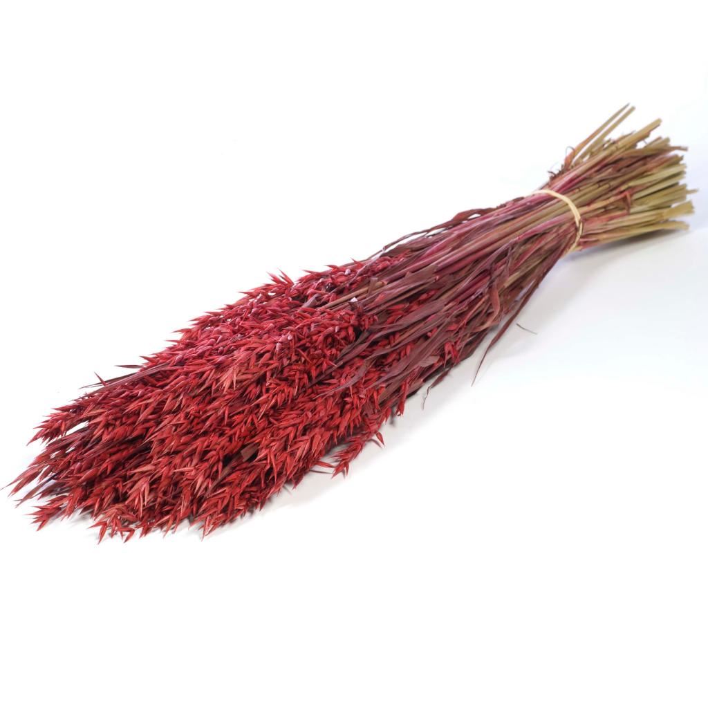 Gedroogde haver (avena) – rood