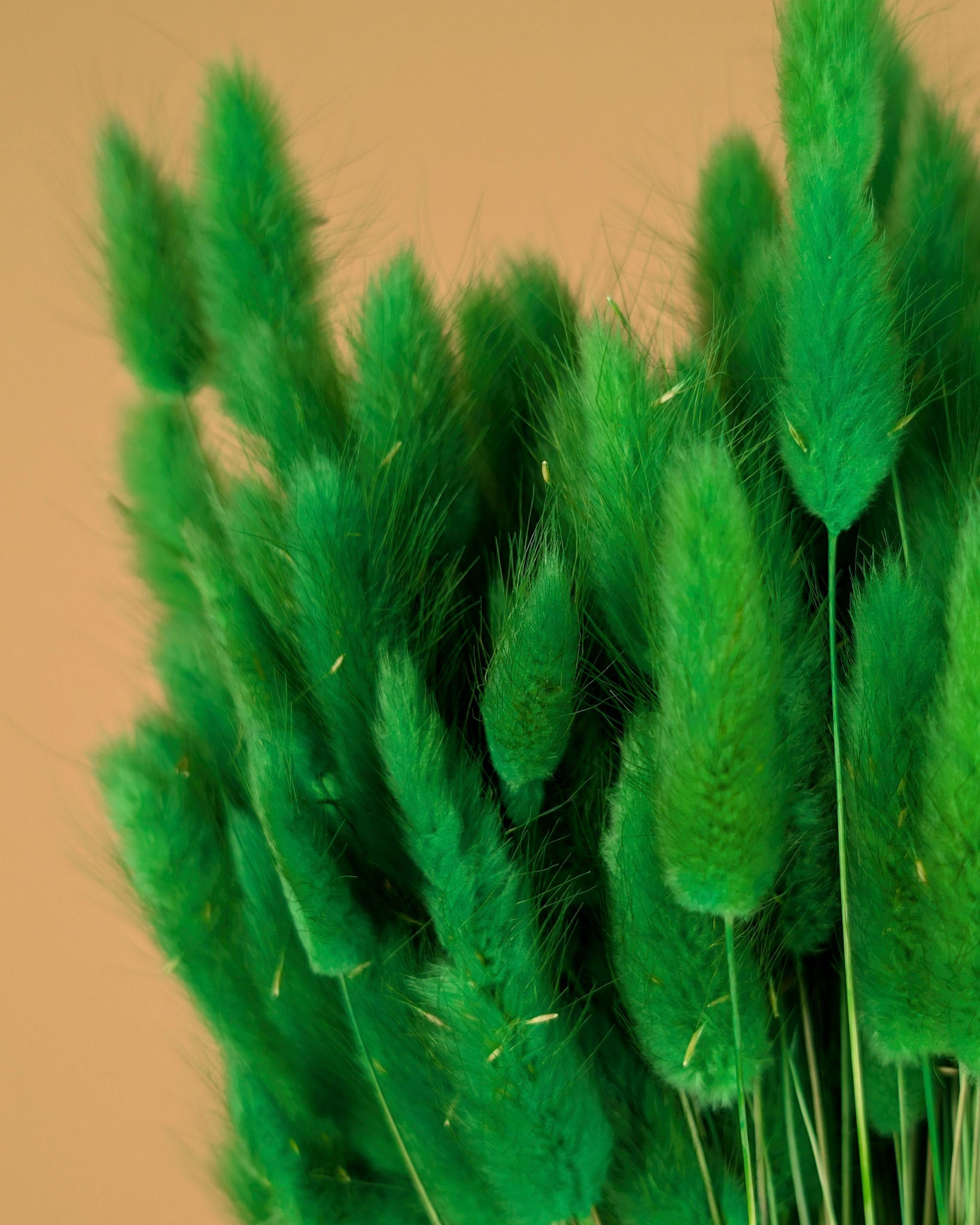 Dried Lagurus Ovatus Green