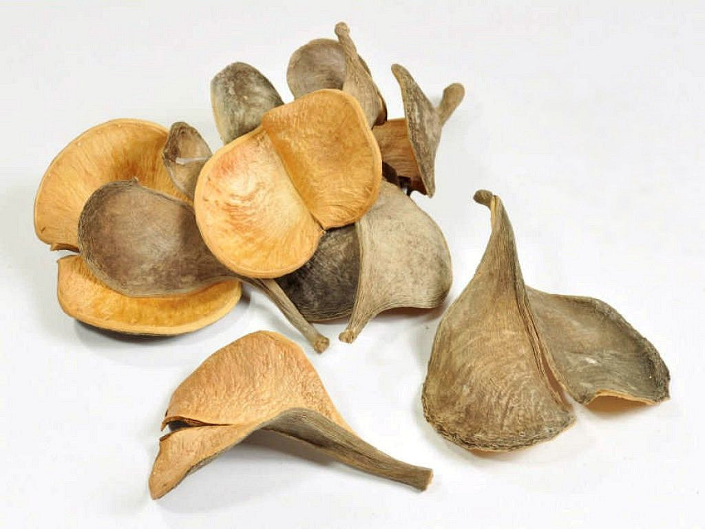 Elephant ear double 10-18 cm