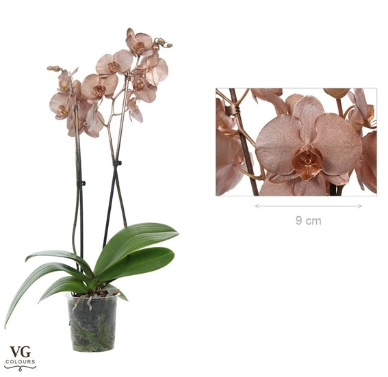 Phalaenopsis metallic koper geverfd met 2 takken