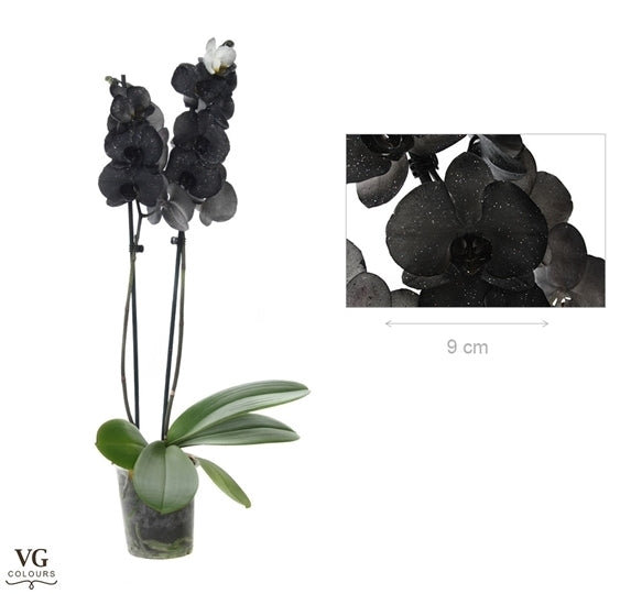 Phalaenopsis metallic zwart geverfd met 2 takken