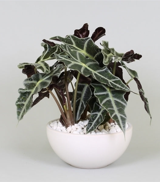 Alocasia in a ceramic bowl with white stones