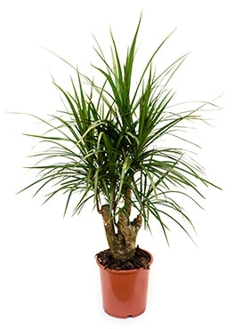 Dracaena Marginata in de teeltpot