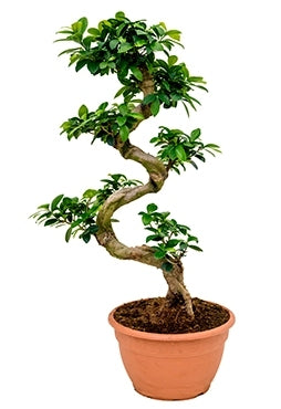 Ficus Microcarpa compacta in de teeltpot