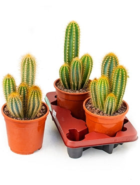Pilosocereus Nobilis in the cultivation jar