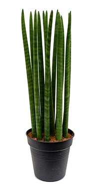 Sansevieria straight in de teeltpot