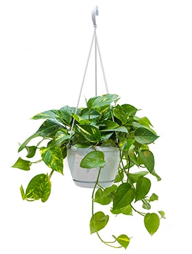 Scindapsus (epipremnum) in een hangpot