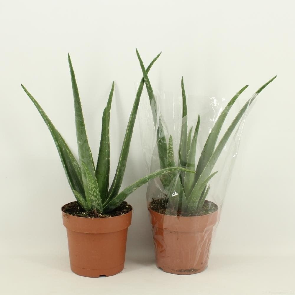 Aloe vera in the cultivation pot