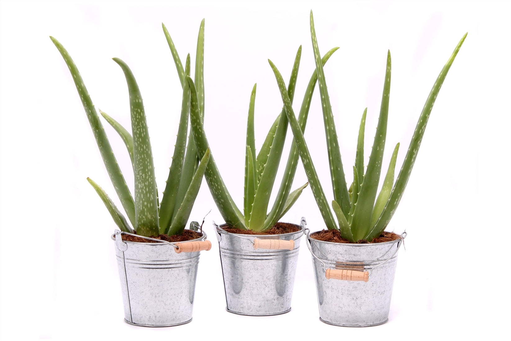 Aloe Vera in einem Zink -Eimer