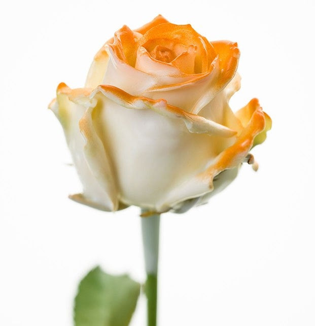 Bouquet de roses de cire blanc avec un fard à joues orange