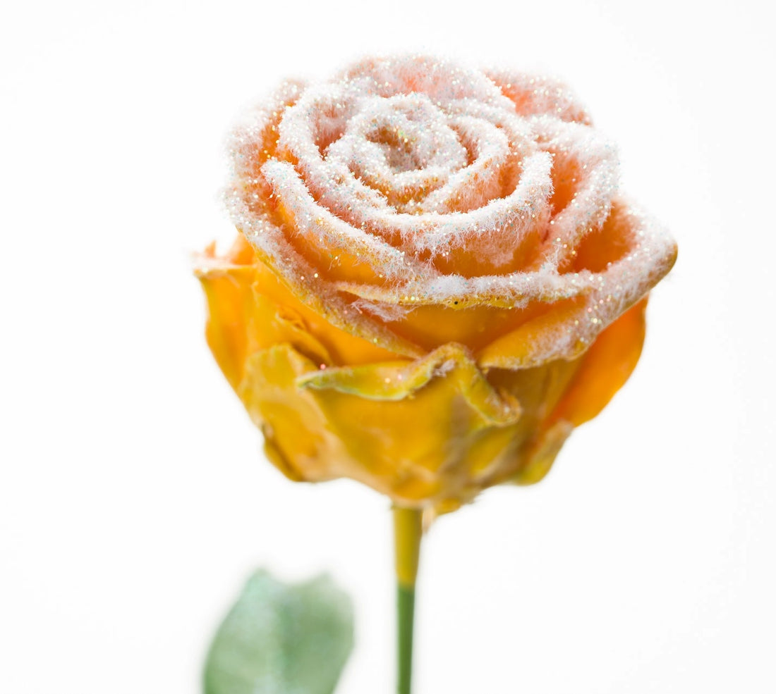 Wax Rozen boeket oker geel met sneeeuw laagje