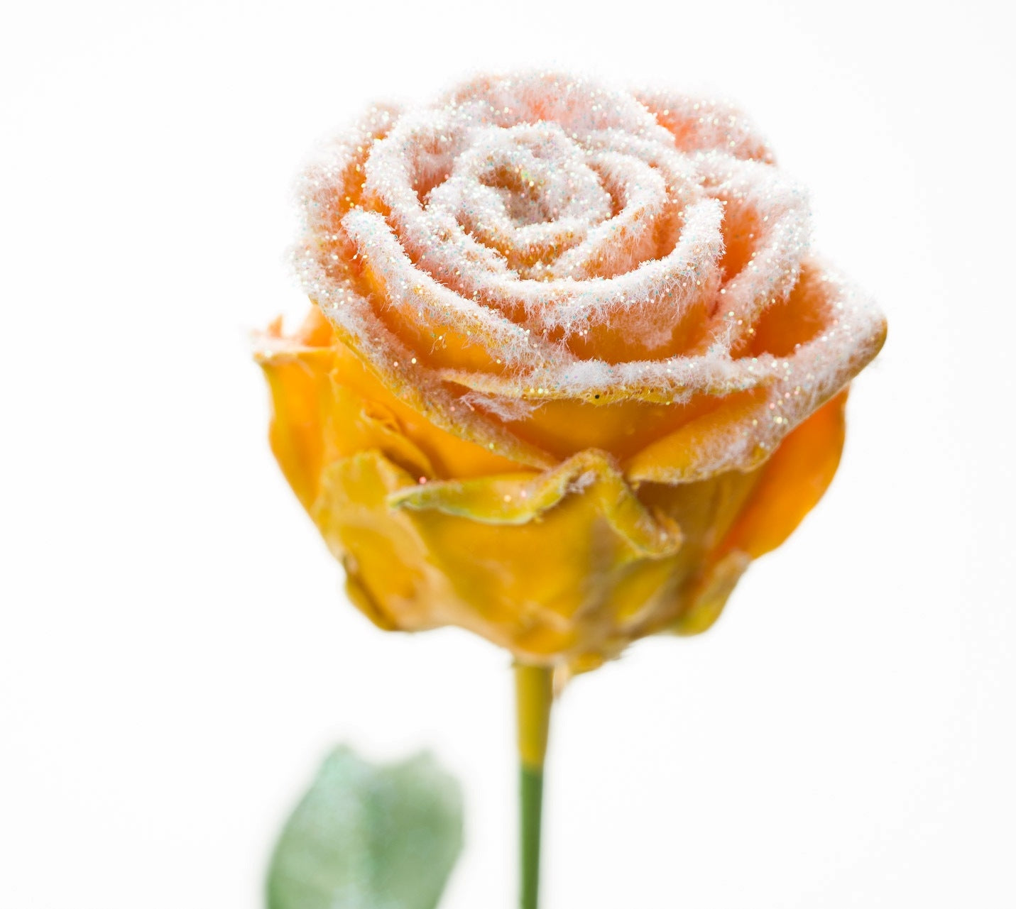 Wax Rozen boeket oker geel met sneeeuw laagje