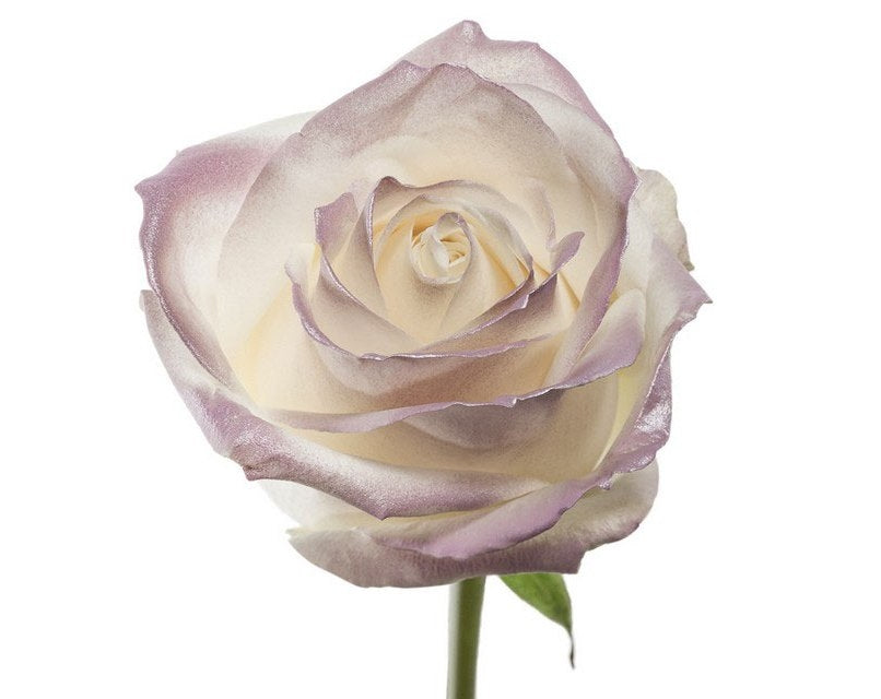 Bouquet de longues roses blanches avec des blos lilas