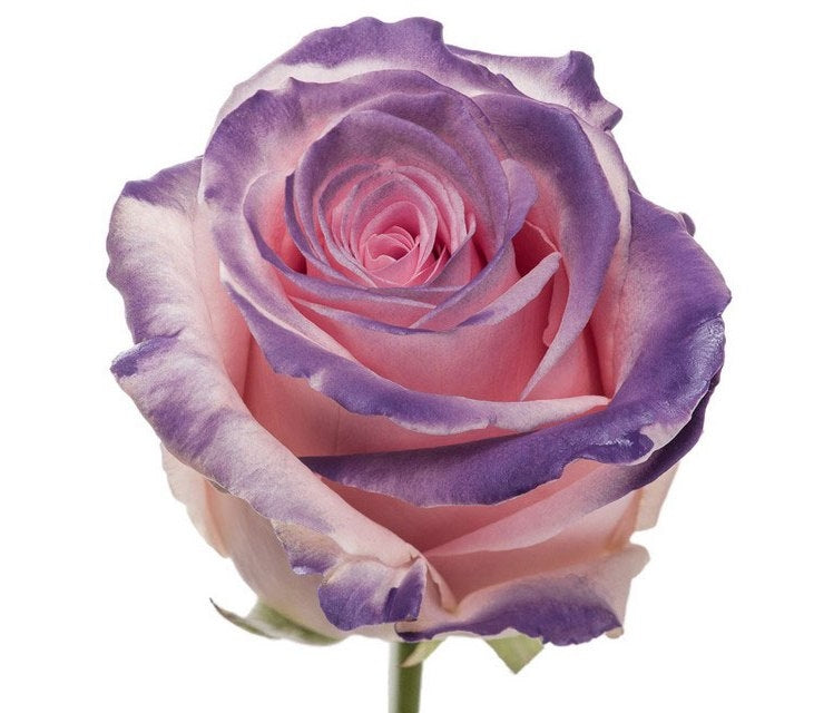 Bouquet of long pink roses with purple blush