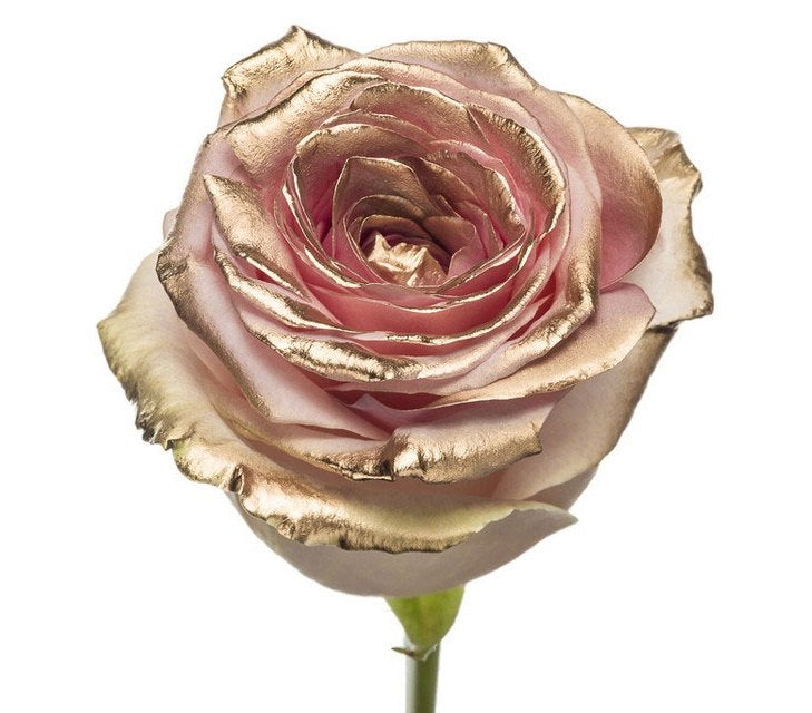 Bouquet de longues roses roses avec une fard à joues dorée